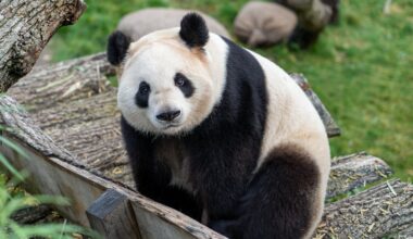 Облигации в юанях: самое важное о панда бондах